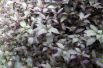 Bloodleaf Shrub at the Kanapaha Botanical Gardens