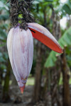 Blooming Banana Flower