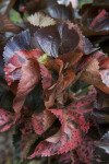 Blotchy Copper Plant Leaves