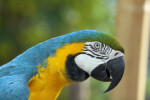 Blue-and-Yellow Macaw Detail