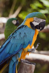 Blue-and-Yellow Macaw