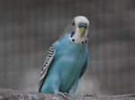 Blue-Chested Budgie