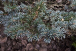 Blue Colorado Spruce Needles