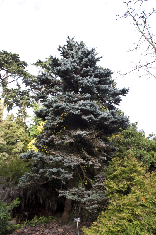 Blue Colorado Spruce Tree