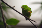 Blue-Crowned Hanging Parrot