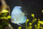 Blue Discus Fish