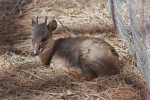 Blue Duiker