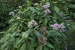 Blue Evergreen Hydrangea