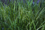 Blue-Eyed Grass