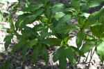 Blue Ginger Plant