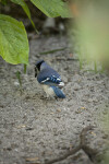 Blue Jay Foraging