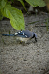 Blue Jay Looking for Food