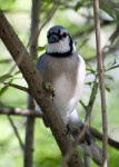 Blue Jay on Branch