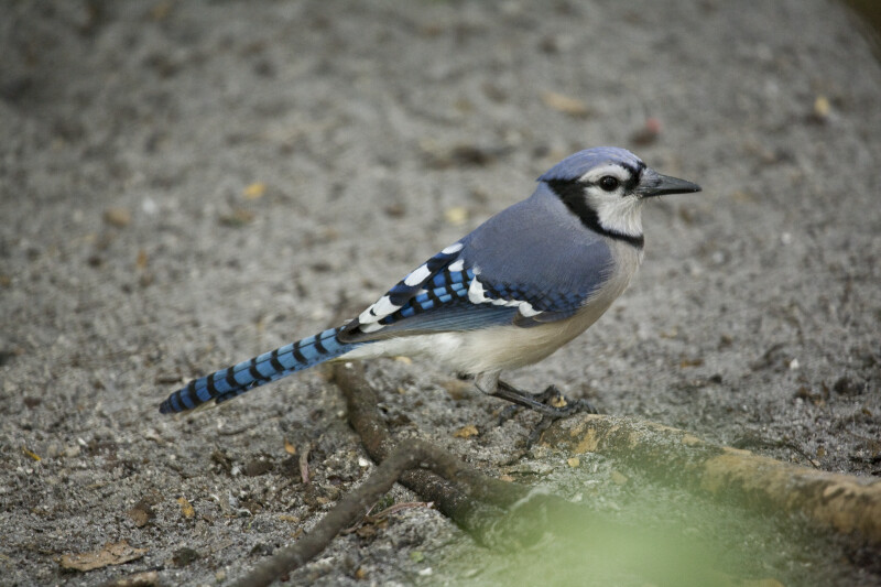 Blue Jay on Root