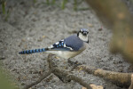 Blue Jay Perched on Root