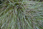 Blue Moor Grass