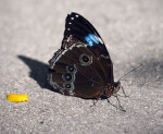 Blue Morpho Butterfly at Butterfly World