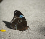 Blue Morpho Butterfly on the Ground