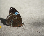 Blue Morpho Butterfly on the Sidewalk