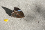 Blue Morpho Butterfly