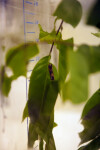 Blue Morpho Caterpillar