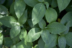 Blue Sage Leaves