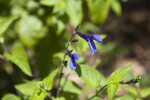 Blue Salvia Flowers