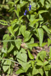 Blue Salvia