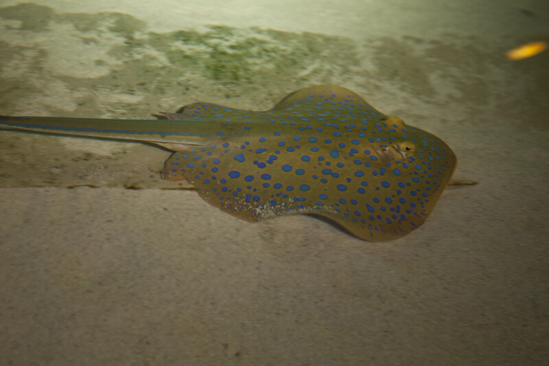 Blue-Spotted Stingray Swimming