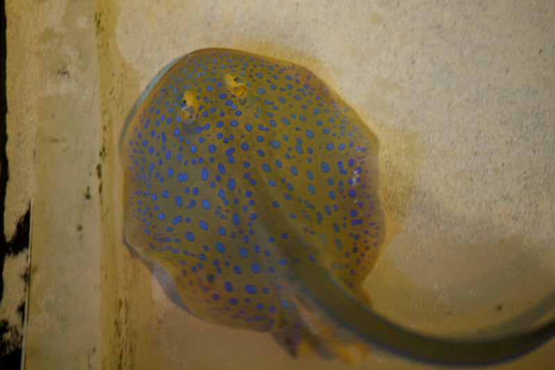 Blue-Spotted Stingray Top