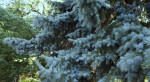 Blue Spruce Leaves