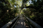 Boardwalk