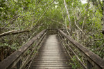 Boardwalk