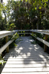 Boardwalk and Palms