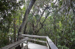 Boardwalk at Mahogany Hammock of Everglades National Park with Trees and Branches Surrounding it