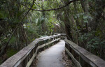 Boardwalk at Mahogany Hammock of Everglades National Park