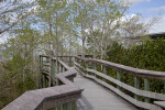 Boardwalk at Pa-hay-okee Overlook of Everglades National Park with Bald Cypresses on its Sides