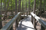 Boardwalk Built Between Cypress Trees