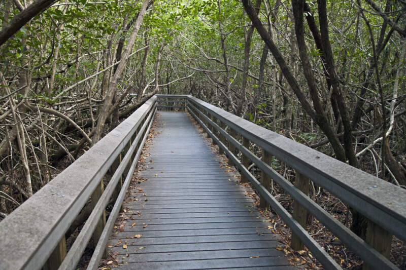 Boardwalk Leading Through Mangroves at West Lake of Everglades National Park