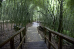 Boardwalk Leading to a Path which Runs Through Bamboo Trees