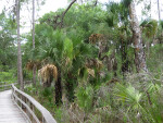 Boardwalk Vegetation