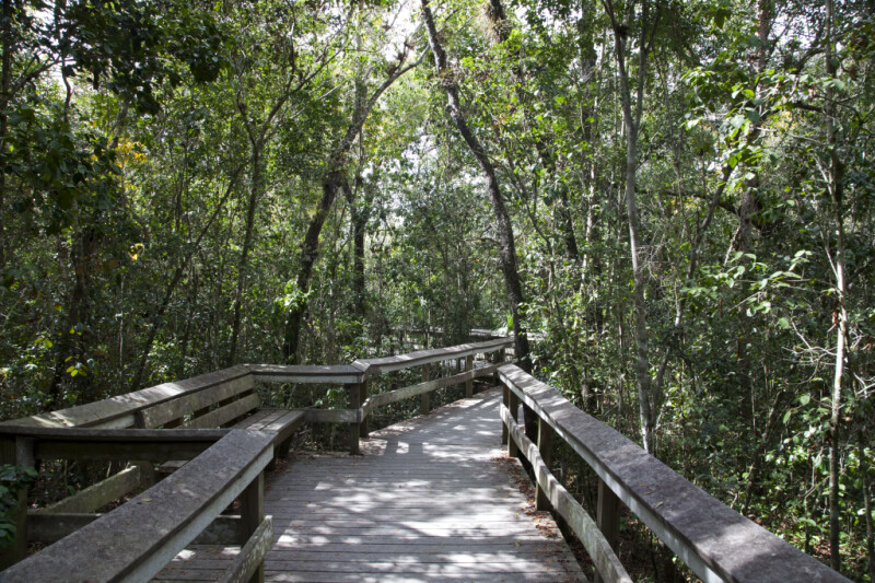 Boardwalk with Benches Leading Through Numerous Trees
