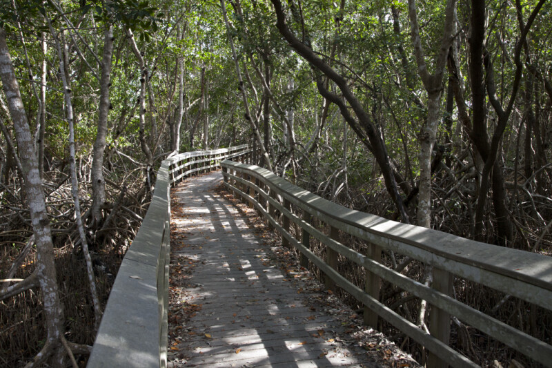 Boardwalk with Curving Rails Leading Through a Mangrove Forest