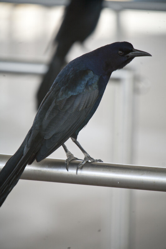 Boat-Tailed Grackle on a Railing