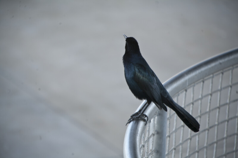 Boat-Tailed Grackle on Rail