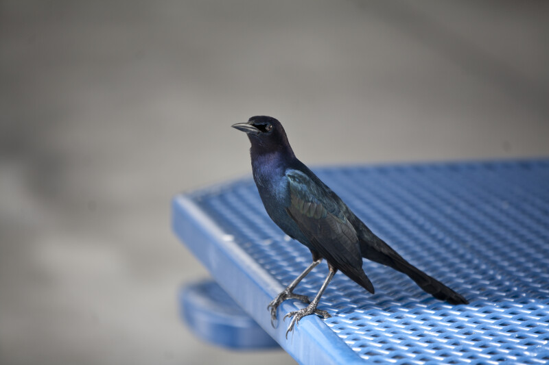 Boat-Tailed Grackle on Table
