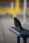 Boat-Tailed Grackle with Food