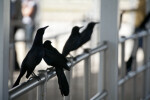 Boat-Tailed Grackles on Rail