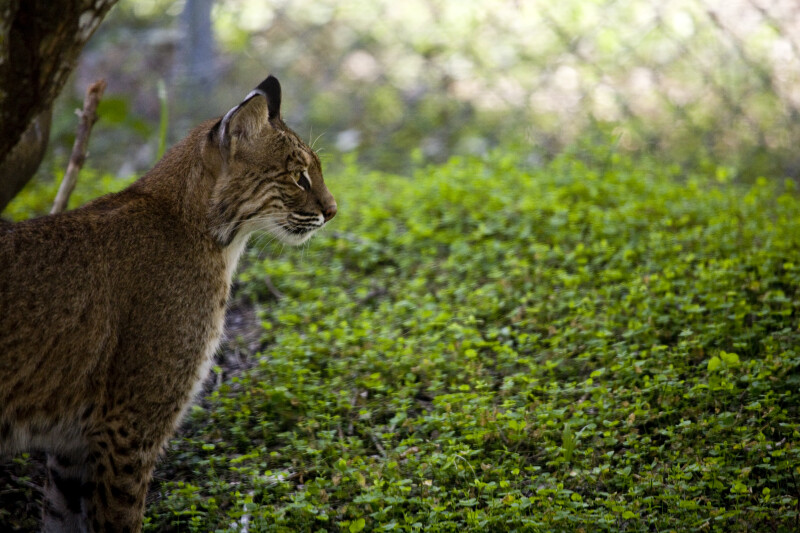 Bobcat from Side