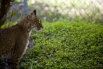 Bobcat from Side